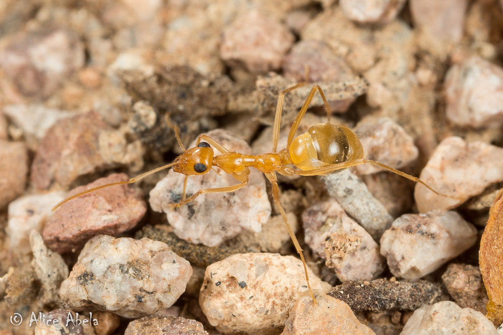 Honeypot Ants' Honey Can Kill Pathogenic Bacteria But Leave Others