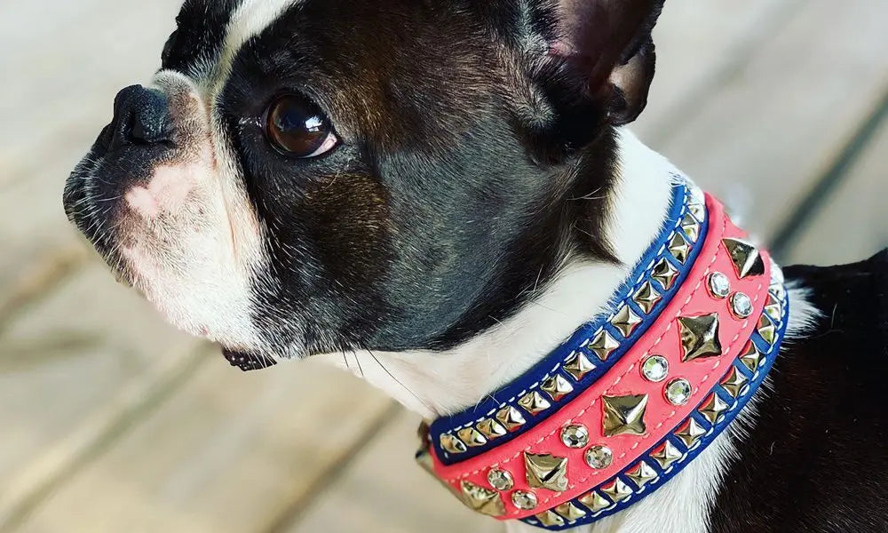 Dog Collar