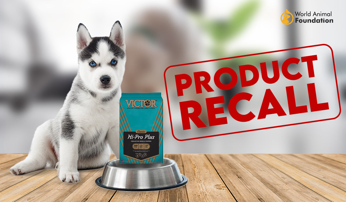 Victor Super Premium Dog Food Recall