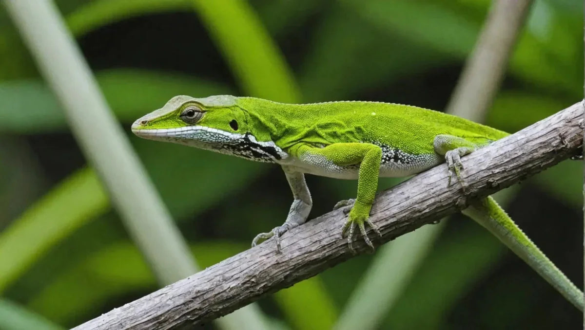 Anole Diet: Everything You Need to Know - Talis Us