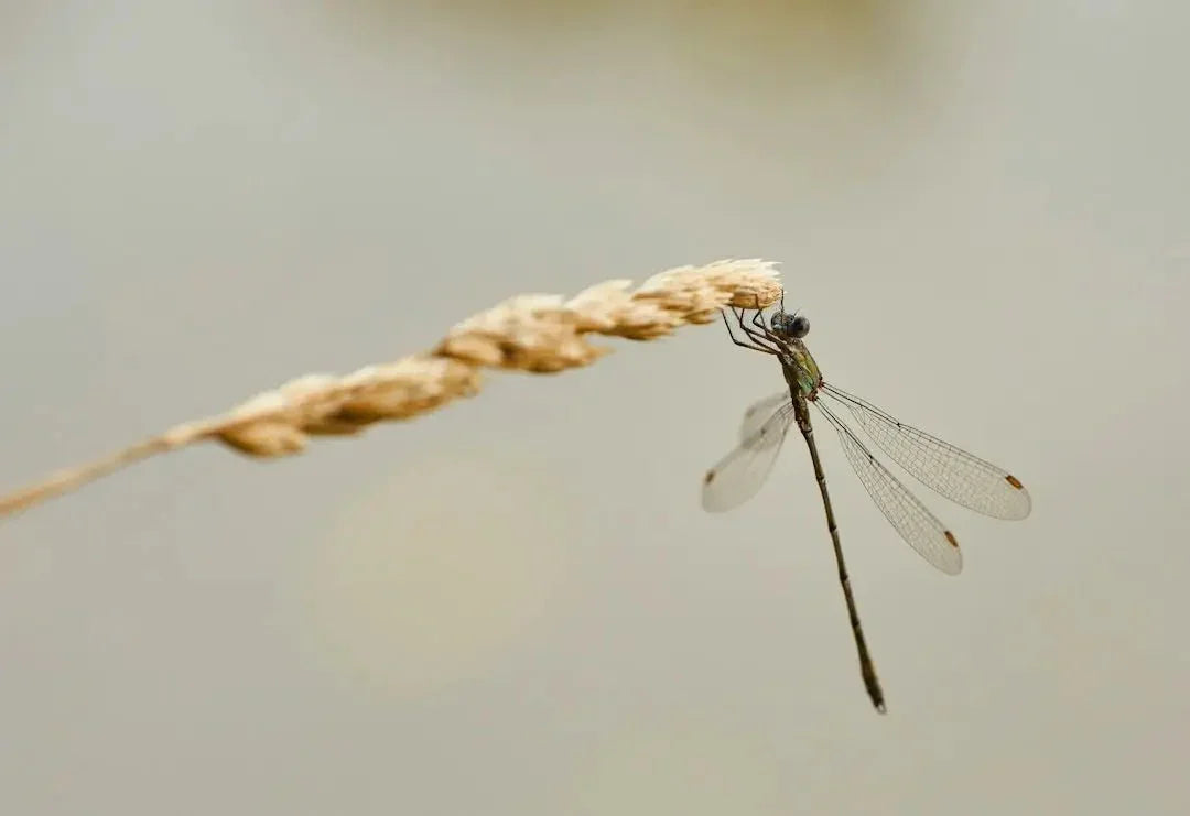 Ant Farm with Ants: The Ultimate Guide to Creating and Maintaining an Engaging Ant Farm - Talis Us