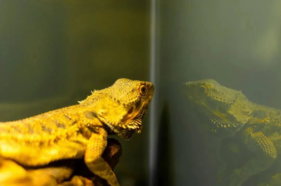 Benefits of Using a Reptile Dimming Thermostat - Talis Us