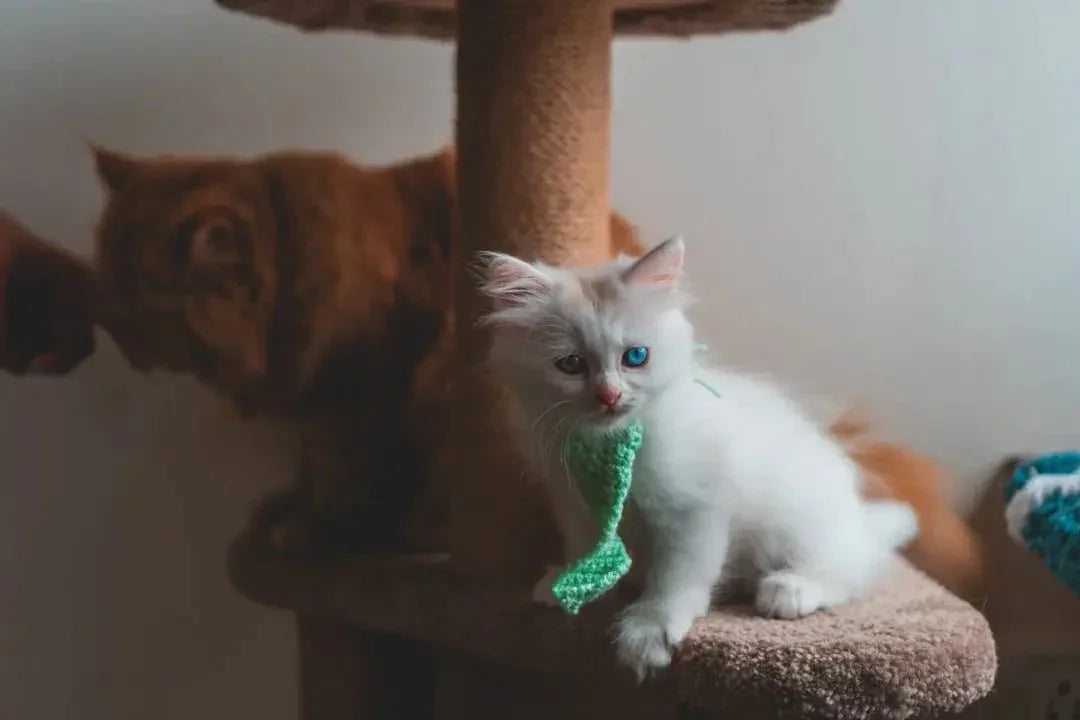 Best cat toys for indoor cats - Talis Us