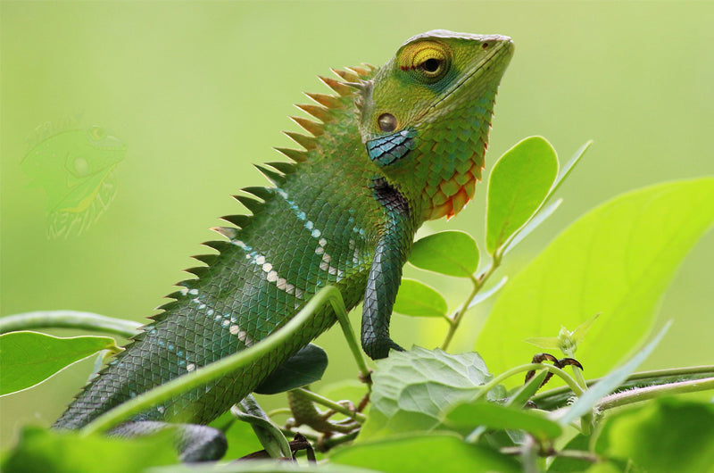 Is it OK to Buy Reptiles Online? - Talis Us