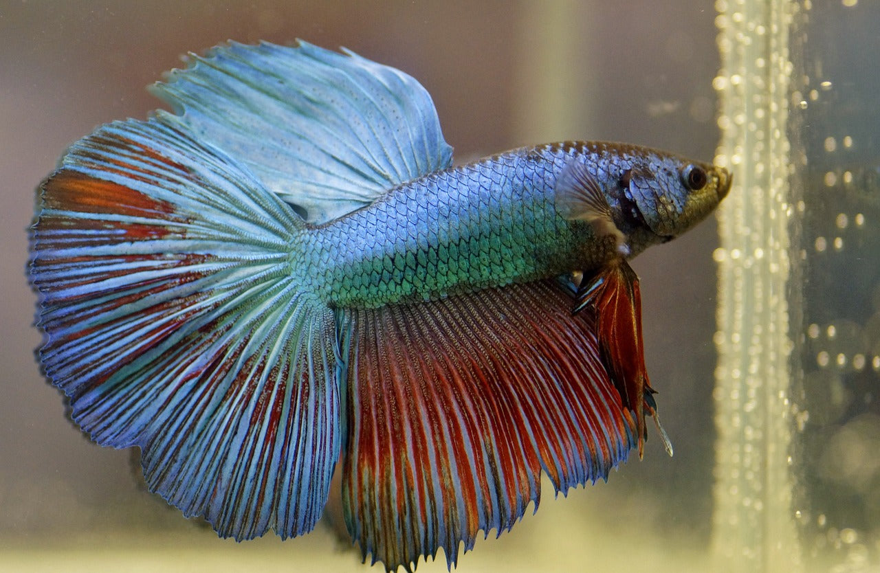 Best food on sale for betta fish