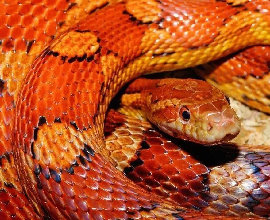 Caring For A Pet Snake
