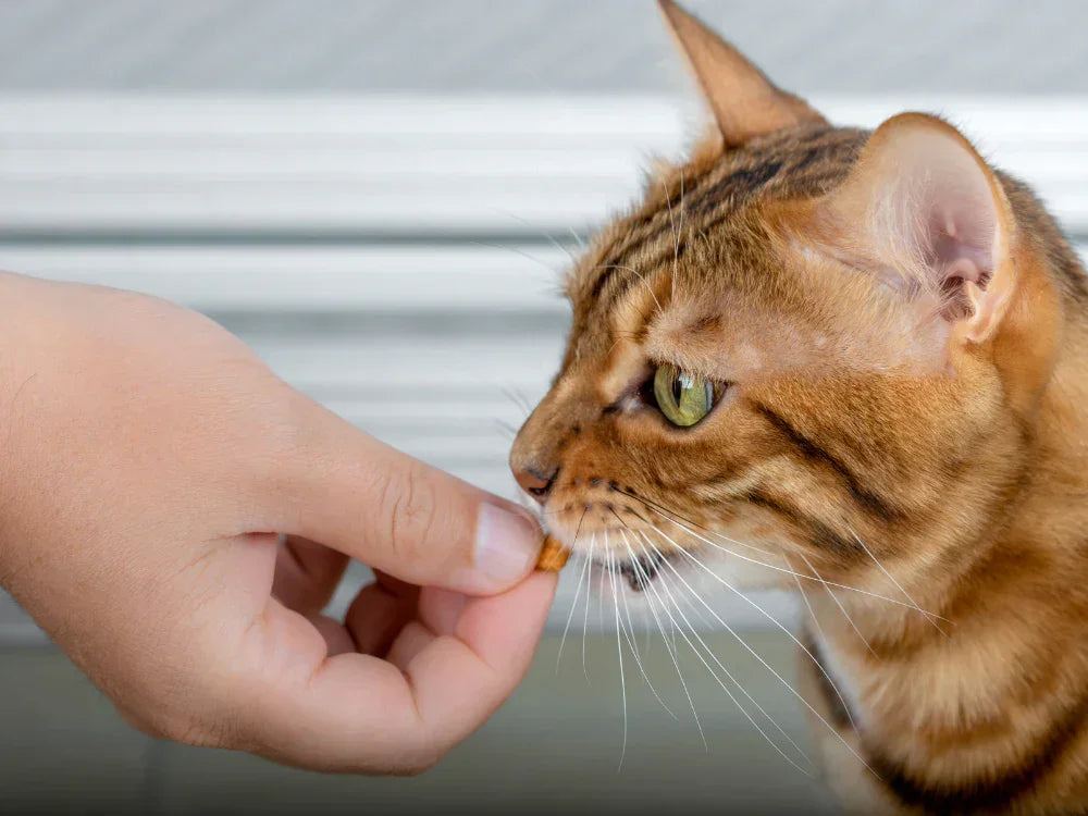 The Ultimate Guide to Cat Treats: Healthy, Delicious, and Vet-Recommended Options
