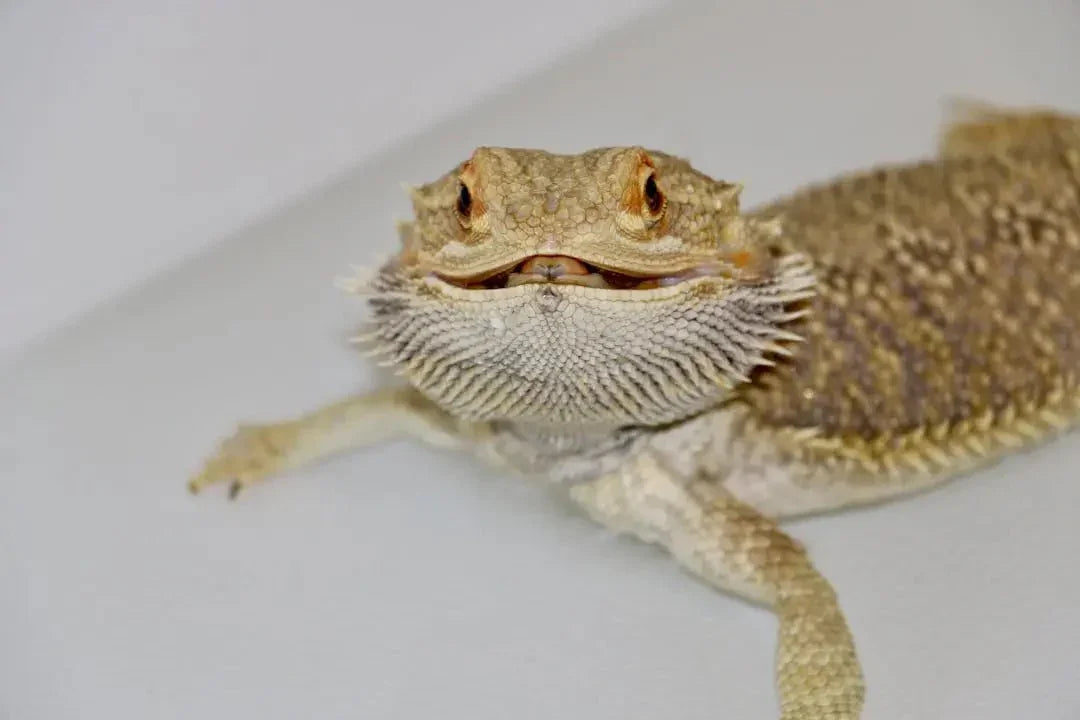 Essential UVB Lighting for Bearded Dragons Explained - Talis Us