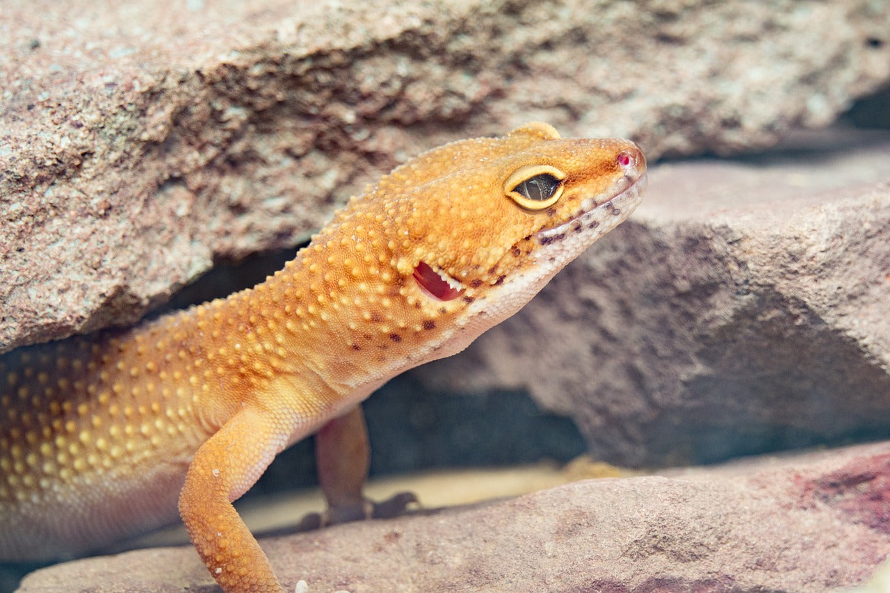 How Long Can Leopard Geckos Go Without Food? - Talis Us