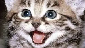 Good Cat Care Means A Happy Cat