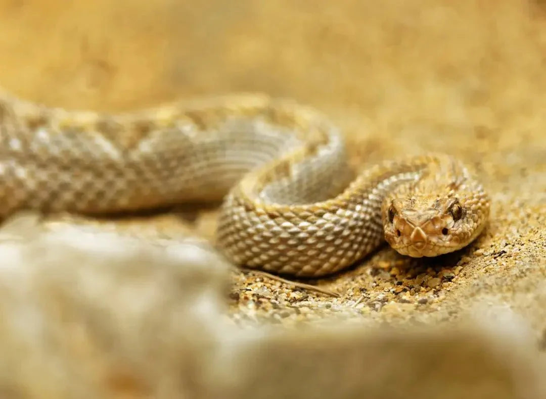 How Often Do Ball Pythons Shed - Talis Us