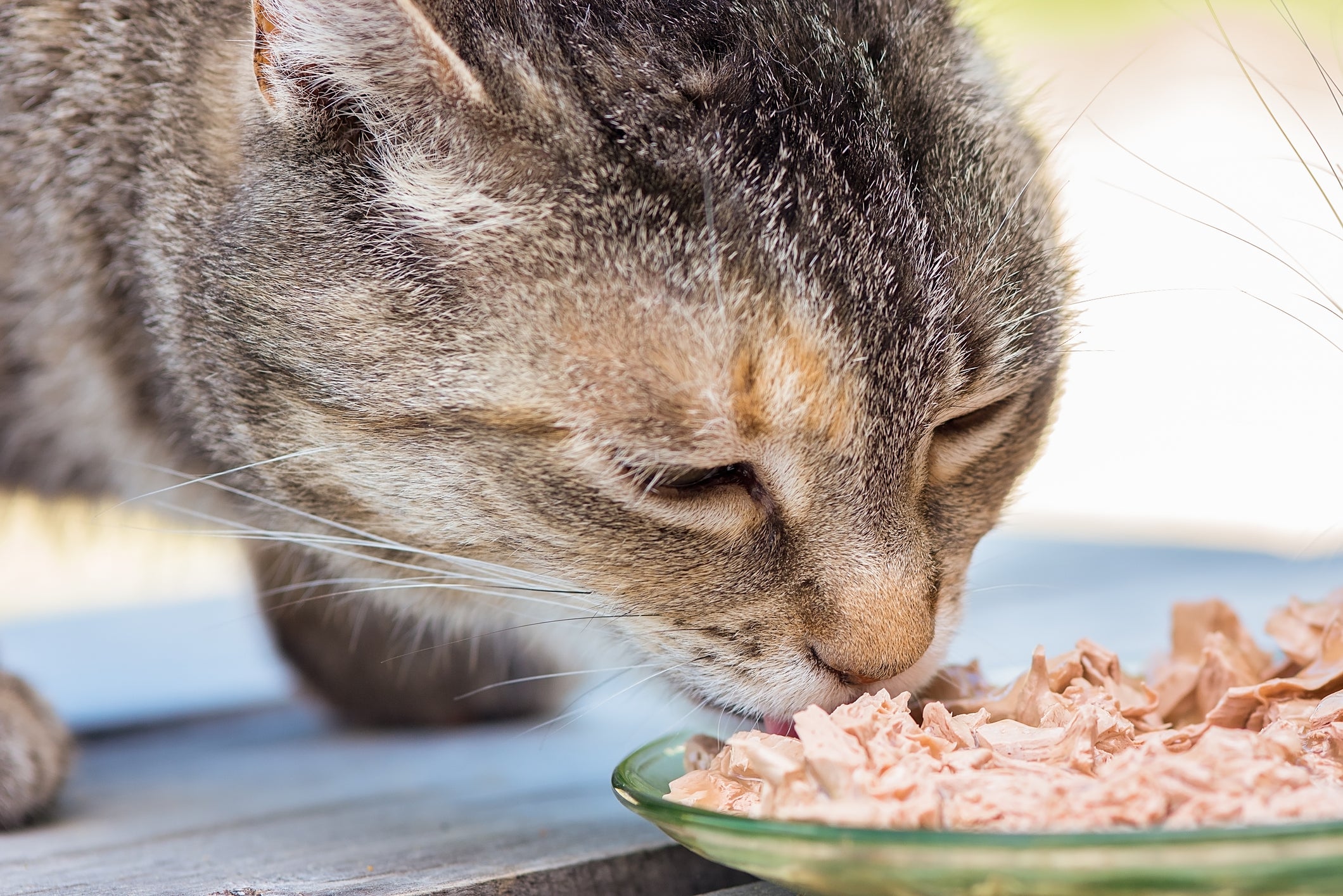 Cat eating shop wet food