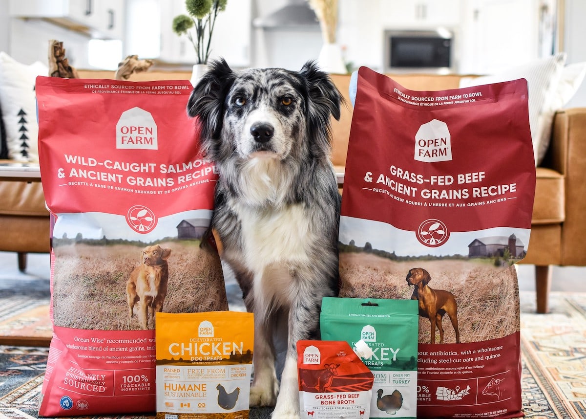 Aafco approved dog store food