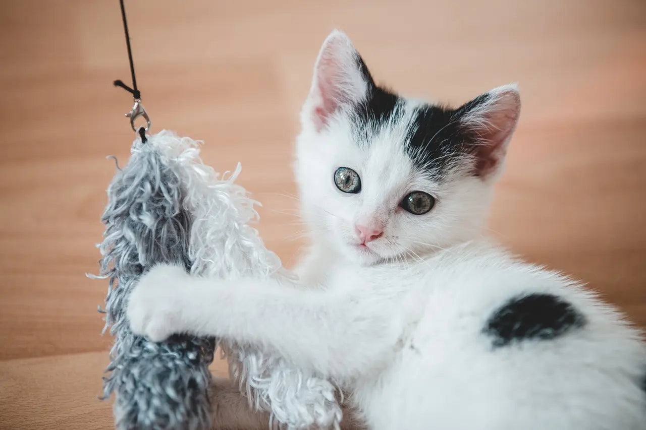 What are the 10 things a cat needs?