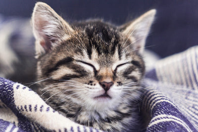 Why Your Vet Might Recommend Hypoallergenic Cat Food