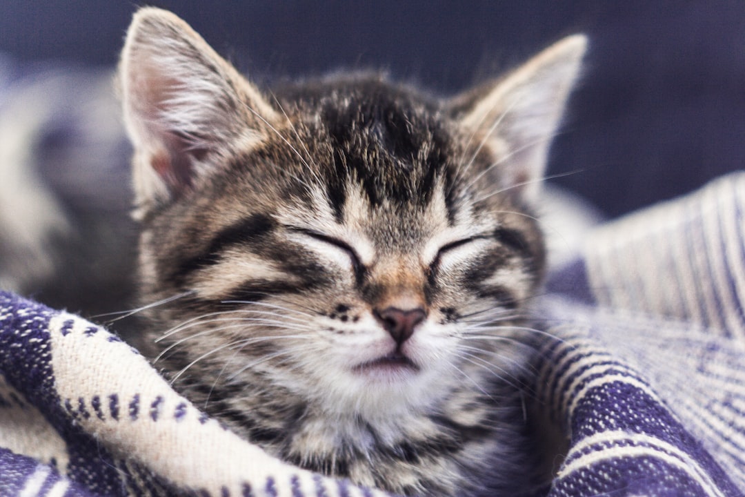 Why Your Vet Might Recommend Hypoallergenic Cat Food