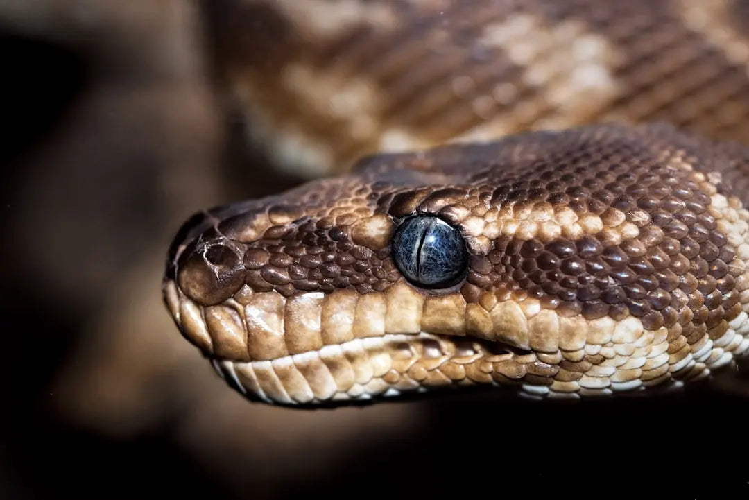 Maintaining-Optimal-Conditions-in-Snake-Enclosures Talis Us