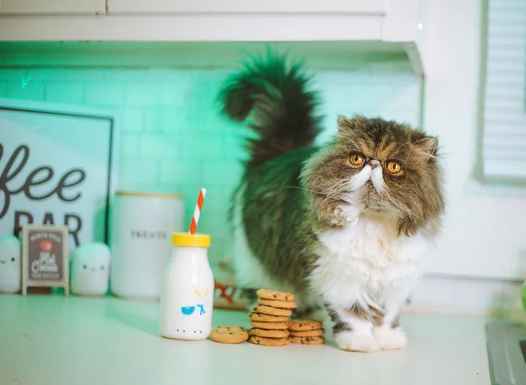 10 Best Cat Food Brands for Healthy Cats