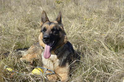 Exploring the Benefits of Momentum Carnivore Diet