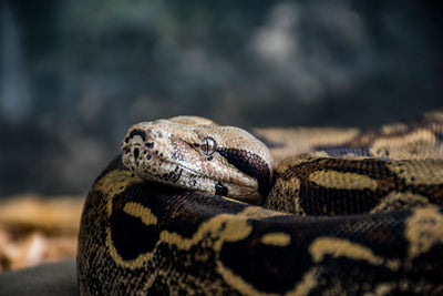 Common Mistakes in Ball Python Heating