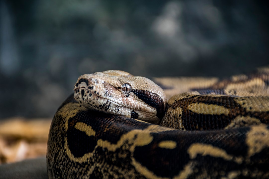 Common Mistakes in Ball Python Heating