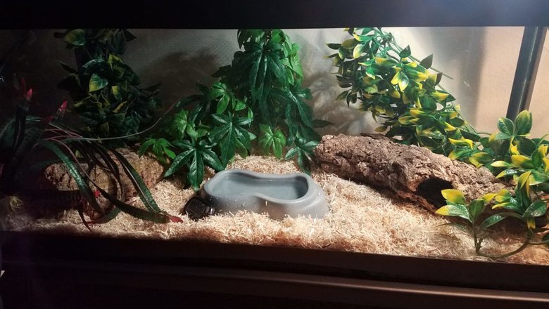 Snake clearance tank decorations