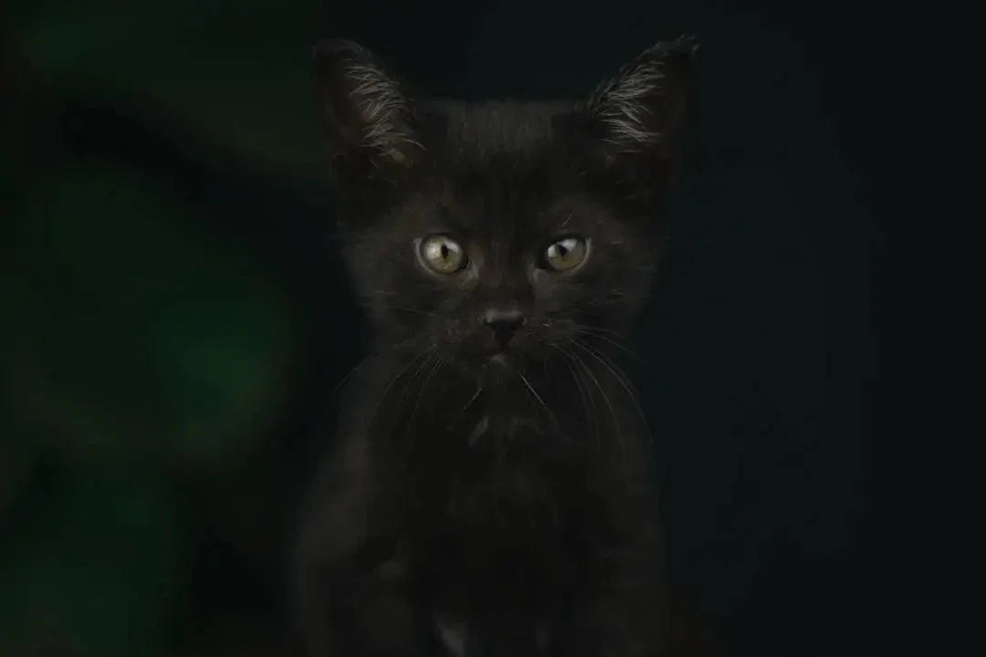 Purr-fect Black Cat Gift Ideas for Cat Lovers - Talis Us