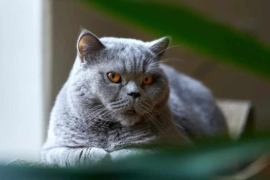 Top 10 most expensive cat breeds in the world - Talis Us