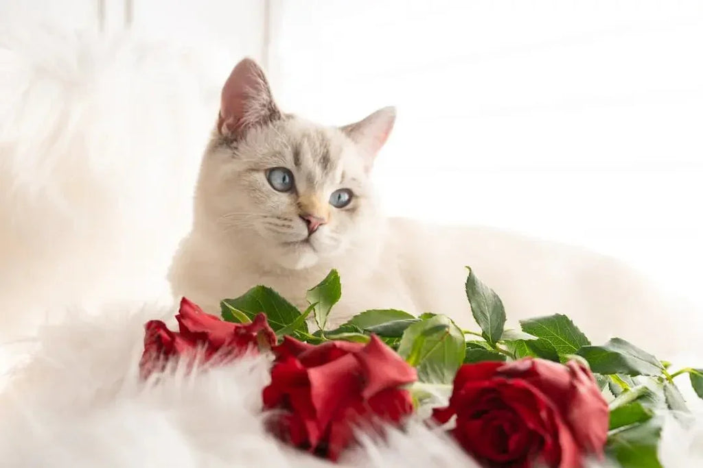 Understanding Rose Toxicity for Cats - Talis Us