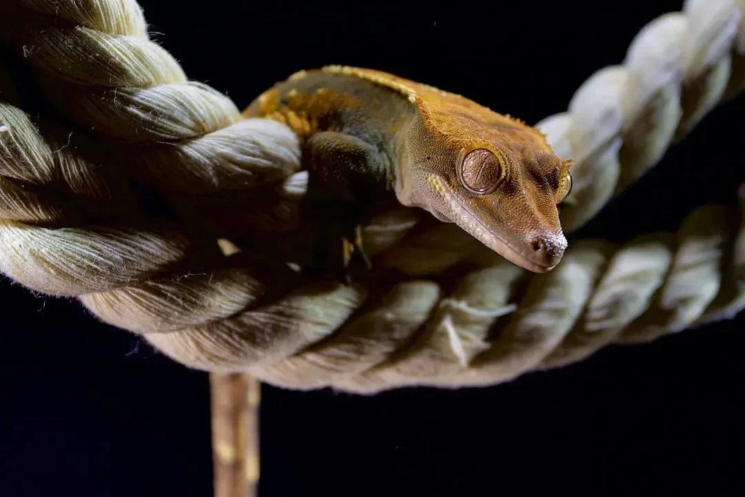 What temperature do crested geckos need - Talis Us