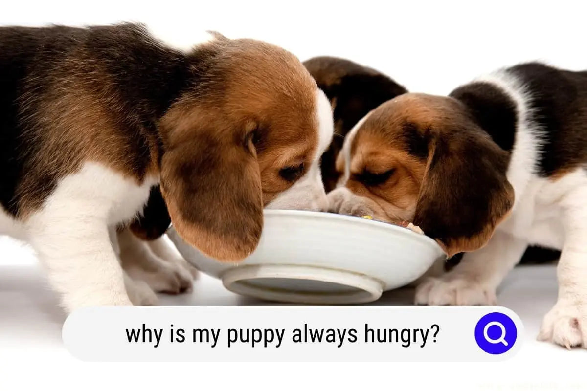 How Do I Stop My Dog From Being Obsessed With Food?