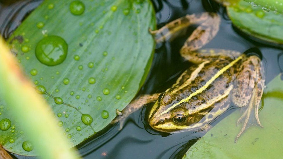 Northern pool frogs