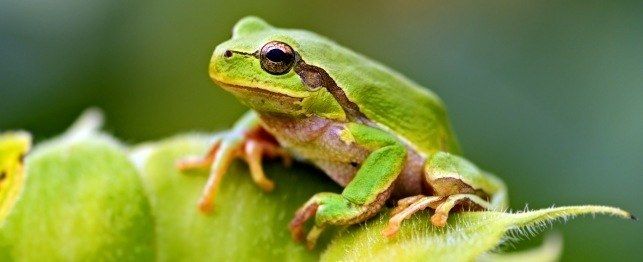 Green frog