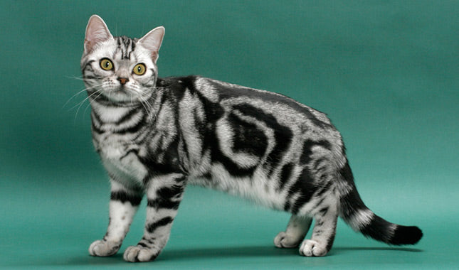 American Shorthair