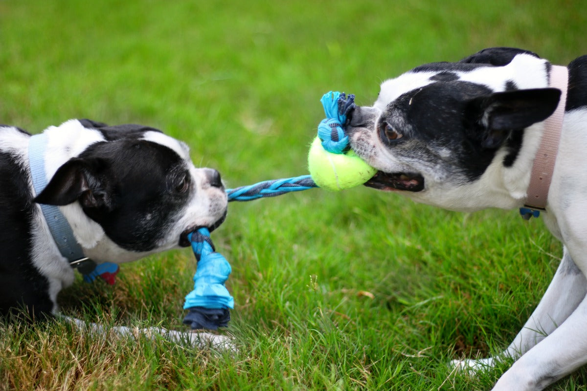 Oc us orders rope dog toy