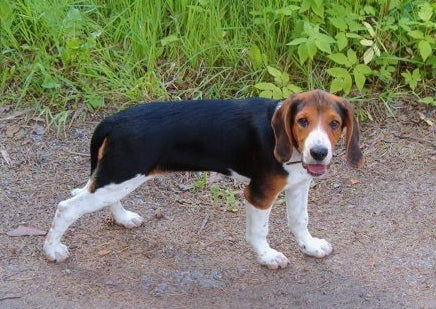 Estonian Hound