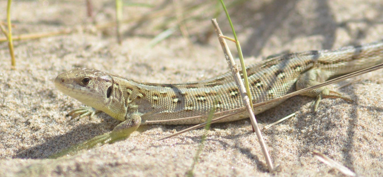 Sand lizards 