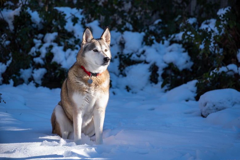 Alaskan husky