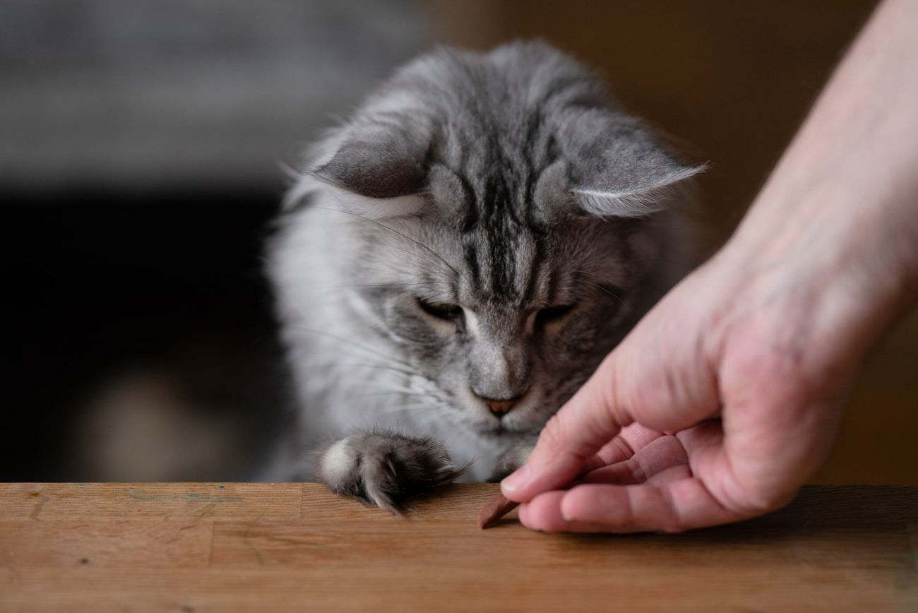 Cat Soft Treats