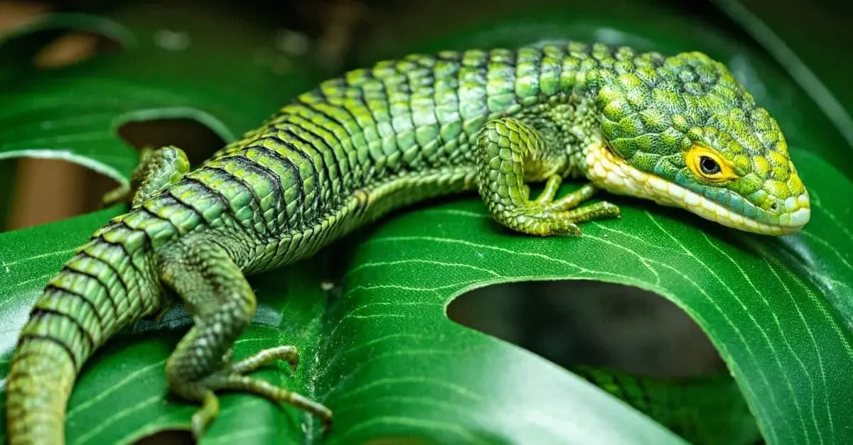 Lizard food