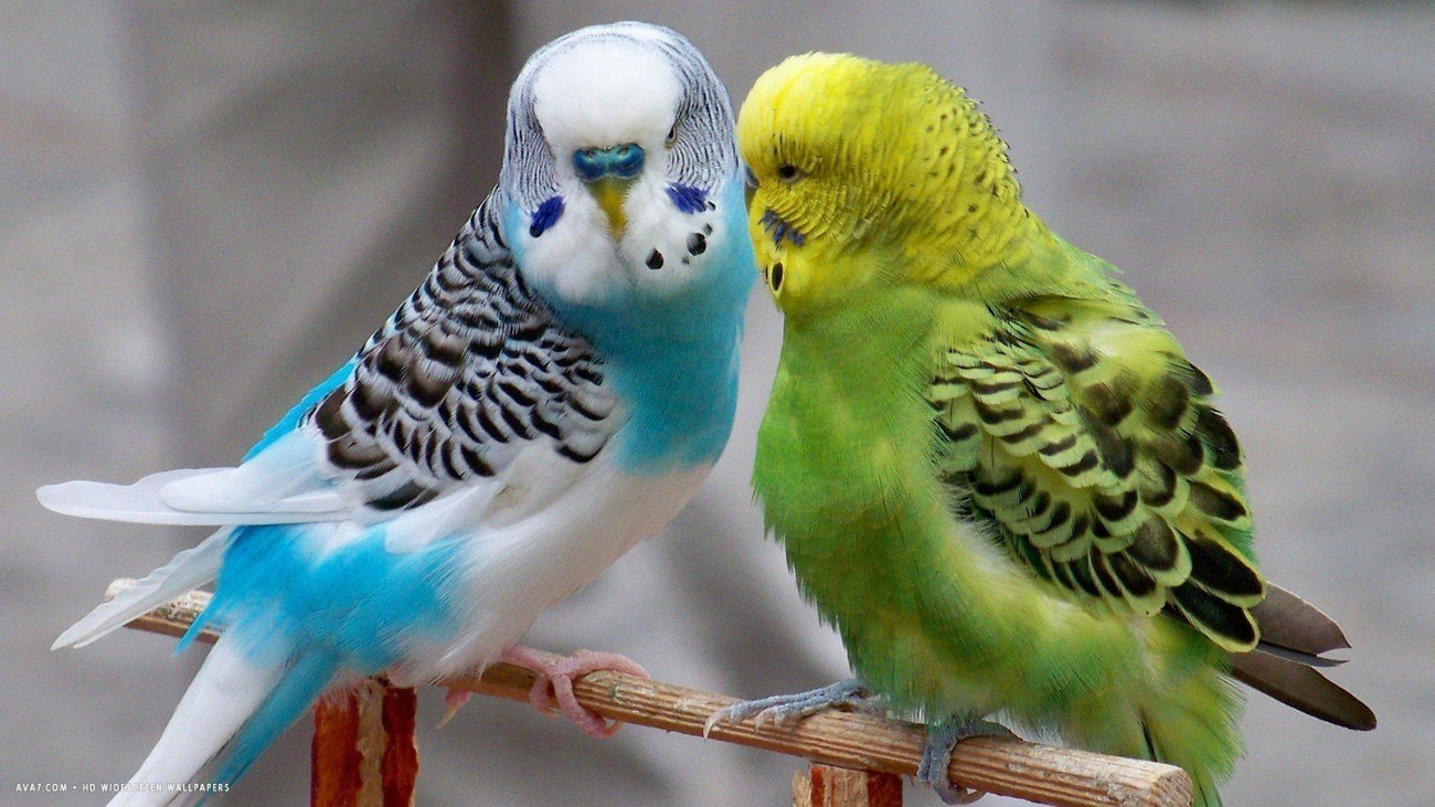 Parakeets