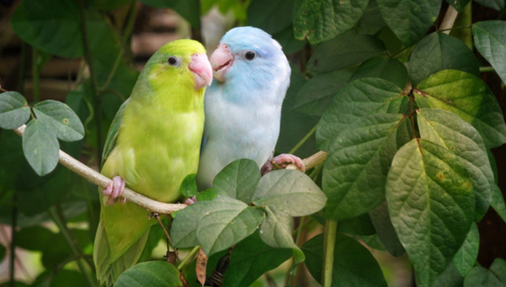 Parrotlet