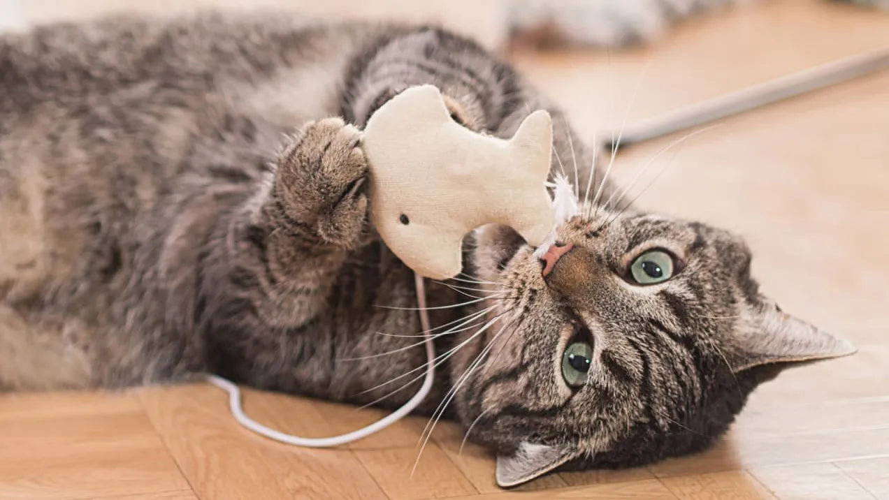 Interactive Cat Toys