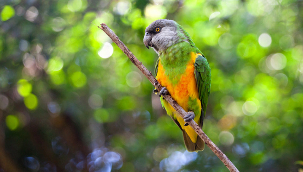 Senegal Parrot