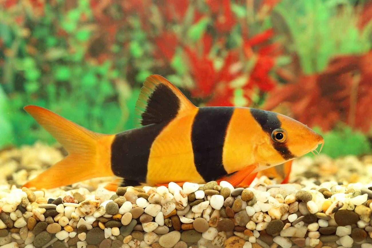 Clown loaches