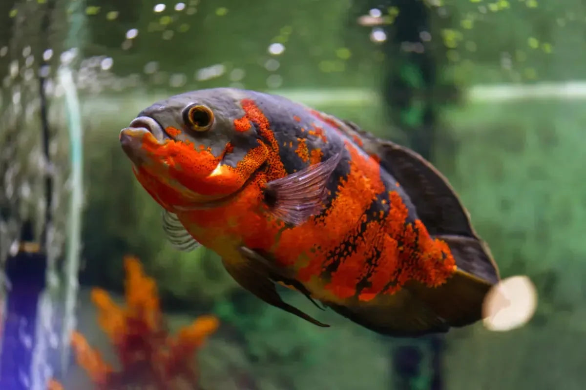 Oscar fish