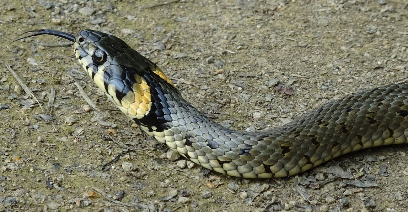 Grass snake