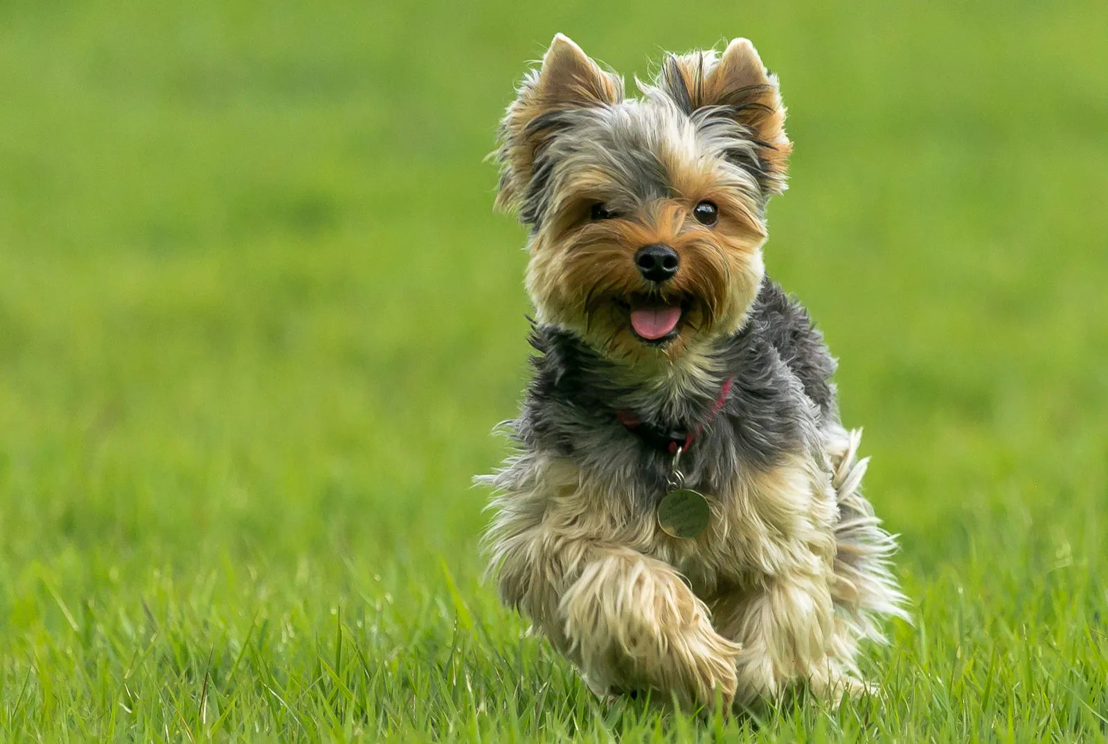 Acana hotsell yorkshire terrier