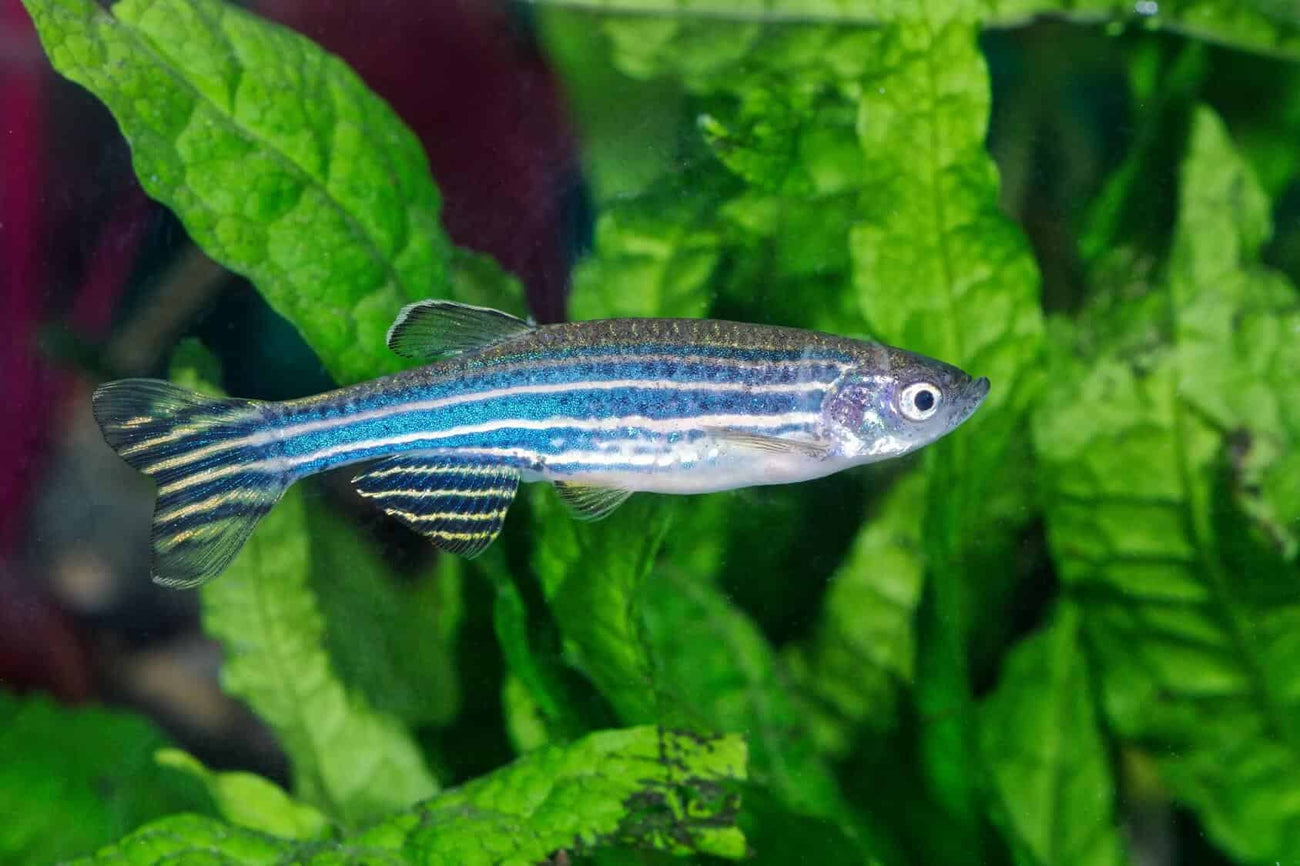 Danios fish