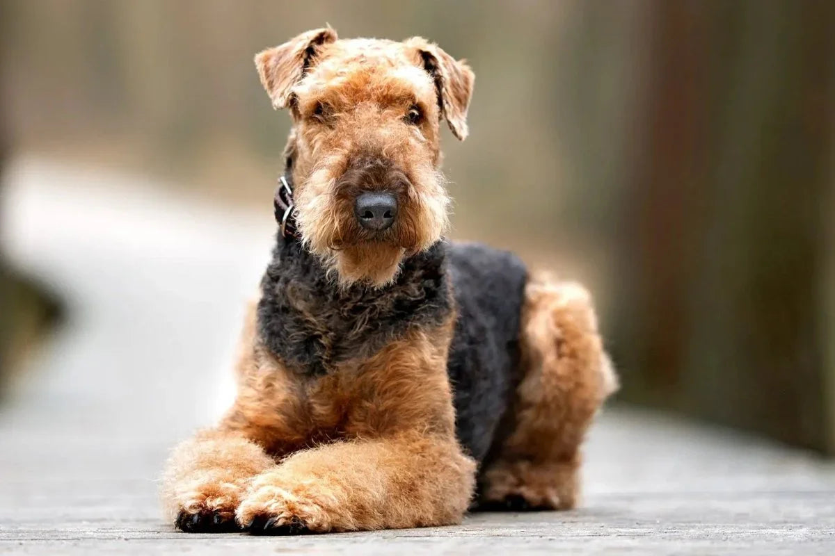Airedale Terrier - Talis Us